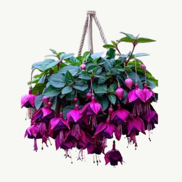 Fuchsia