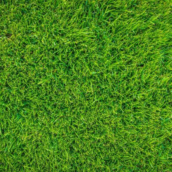 grass