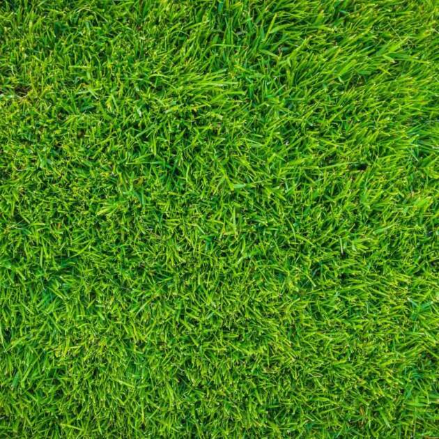 grass