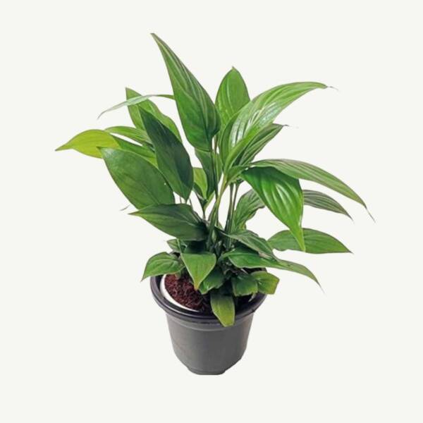 Peace Lily - Image 2