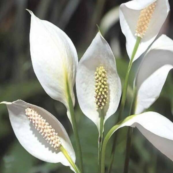 Peace Lily - Image 3