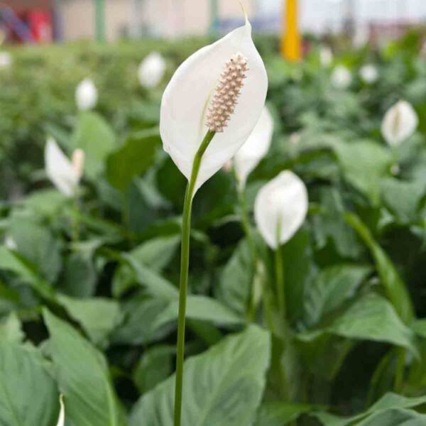 Peace Lily - Image 4