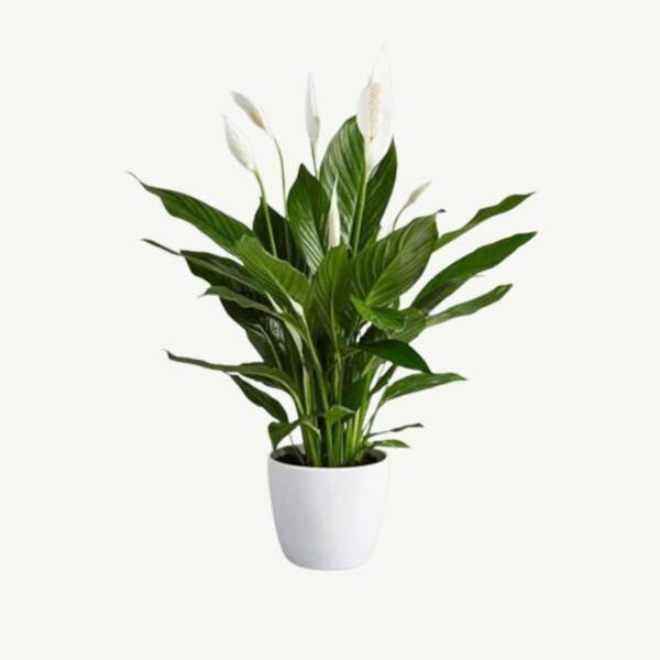 lily