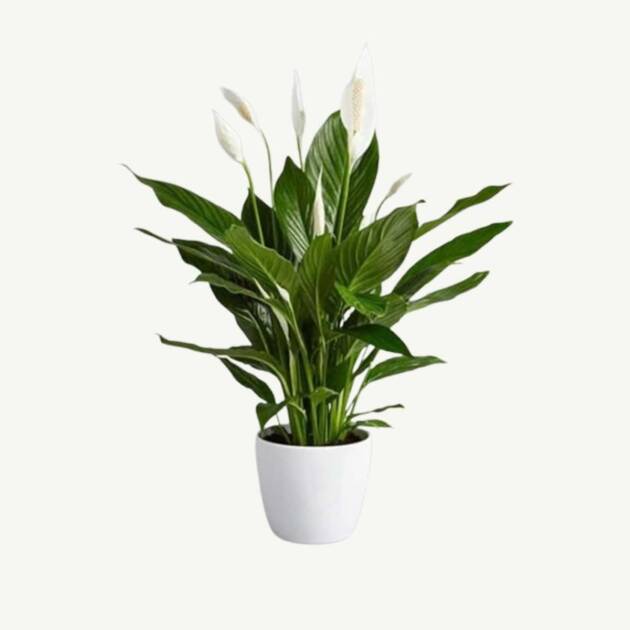 lily