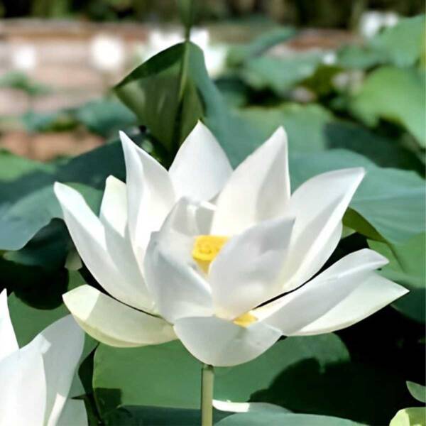 Lotus