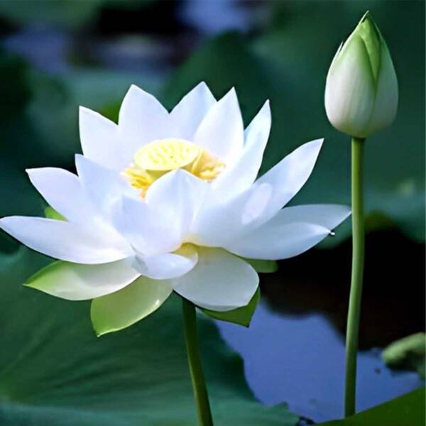 Lotus - Image 2