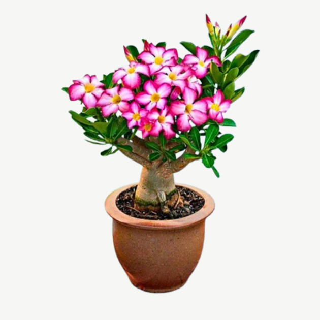 Adenium