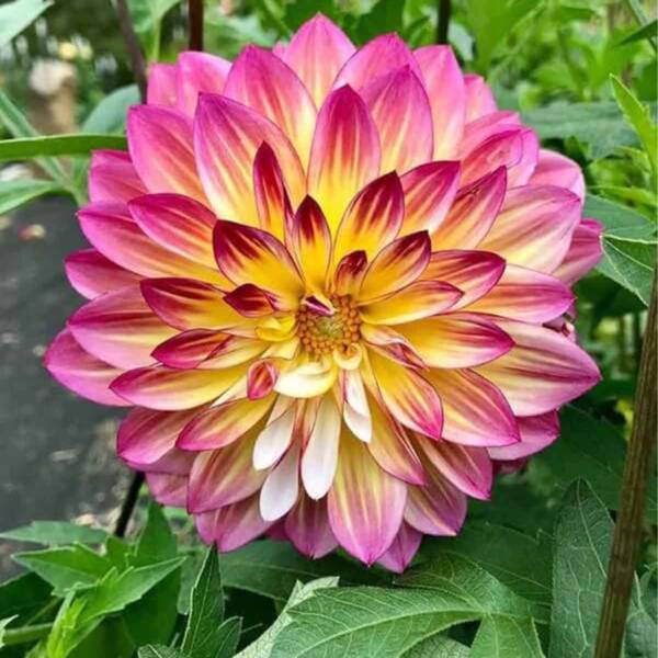 Dahlia - Image 3