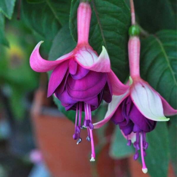 Fuchsia - Image 3