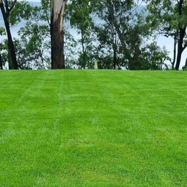 Grass