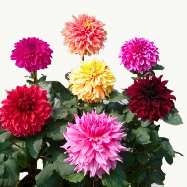 Dahlia