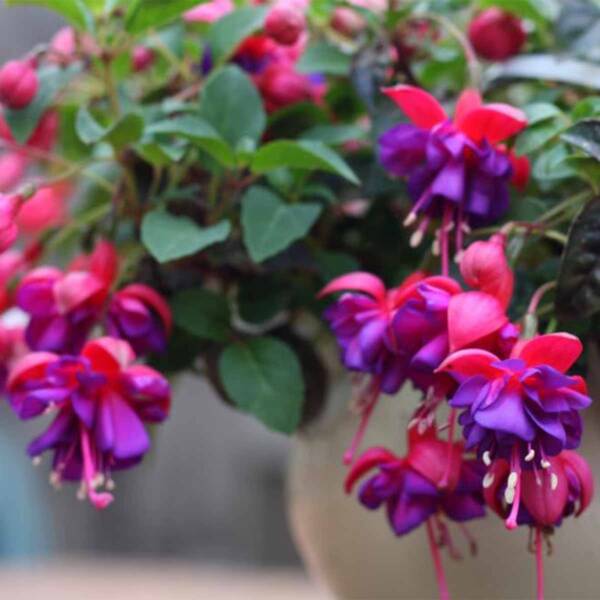 Fuchsia
