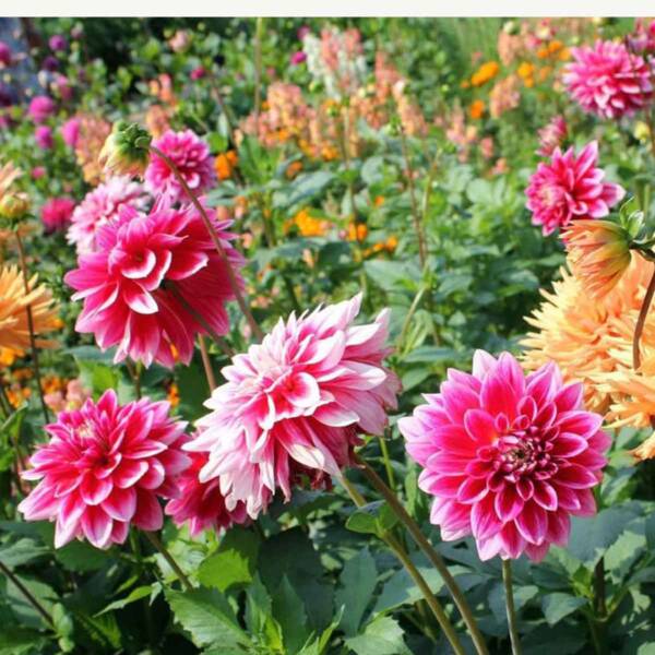 Dahlia - Image 2