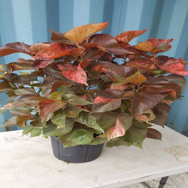Acalypha