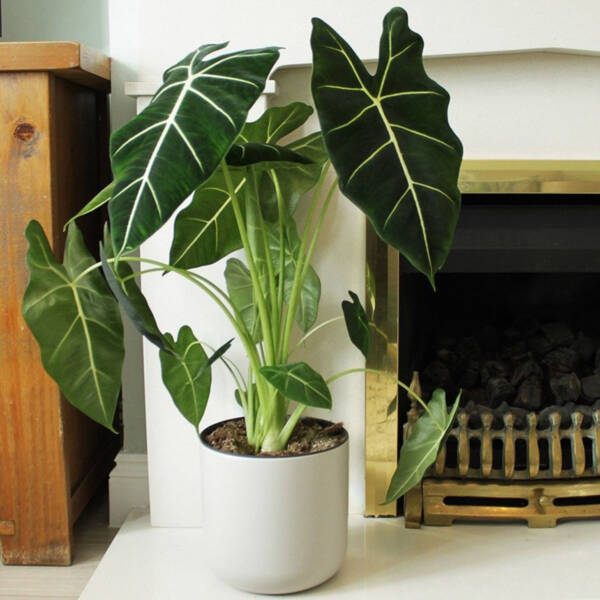 Alocasia
