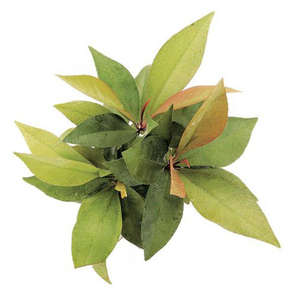 Ardisia