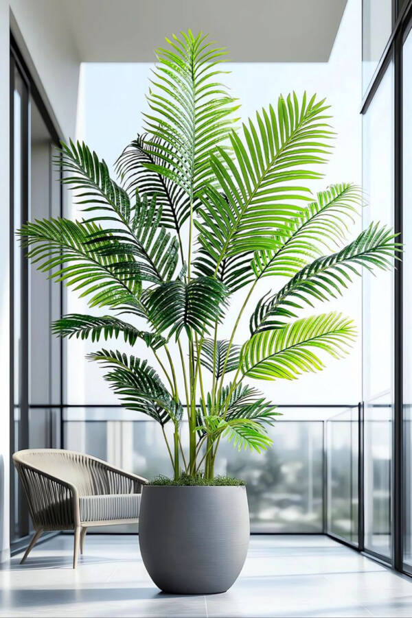 Areca Palm