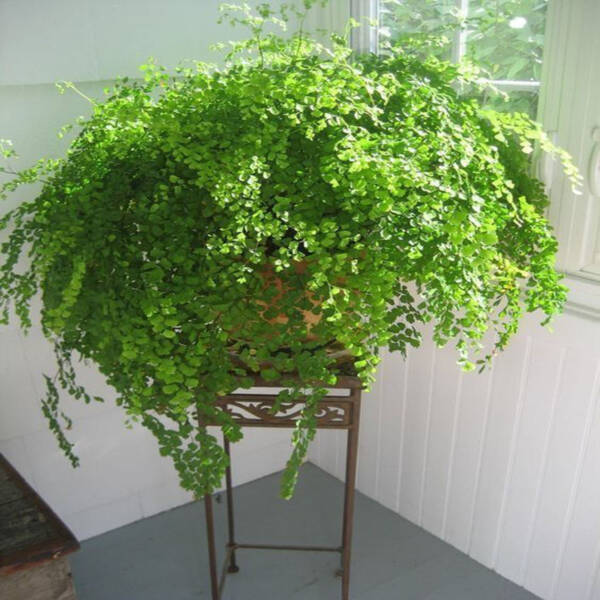 Baby Tears plant