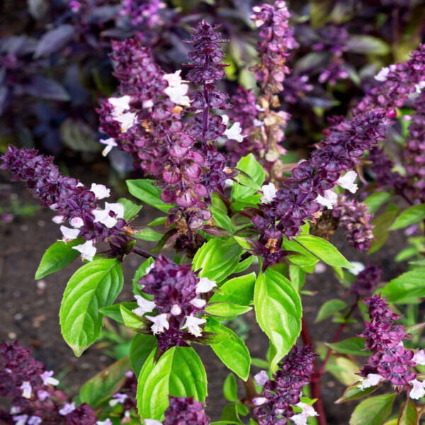 Basil