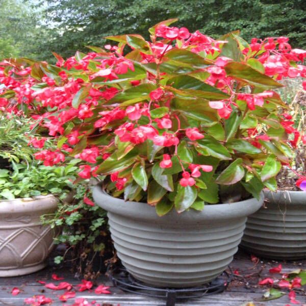 Begonia
