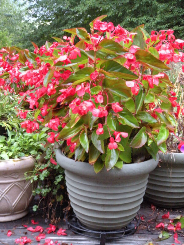 Begonia