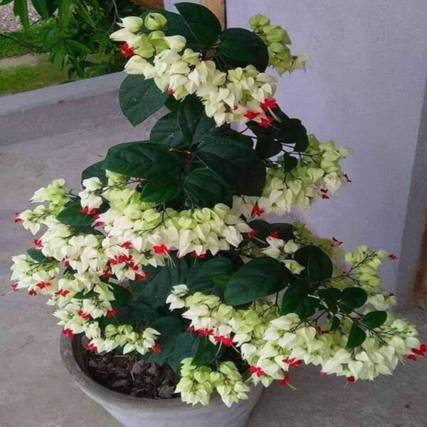 Bleeding Heart