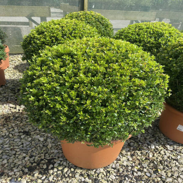 Boxwood