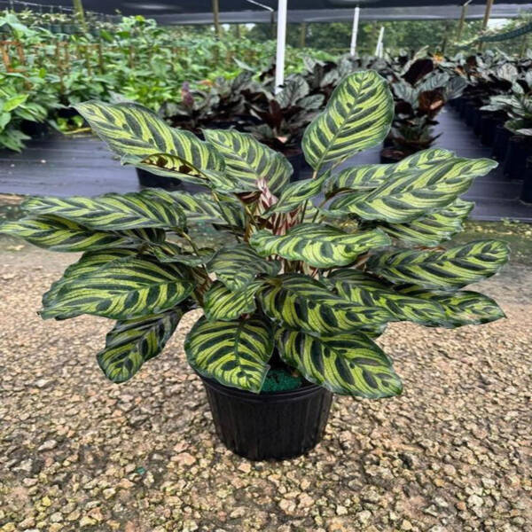 Calathea