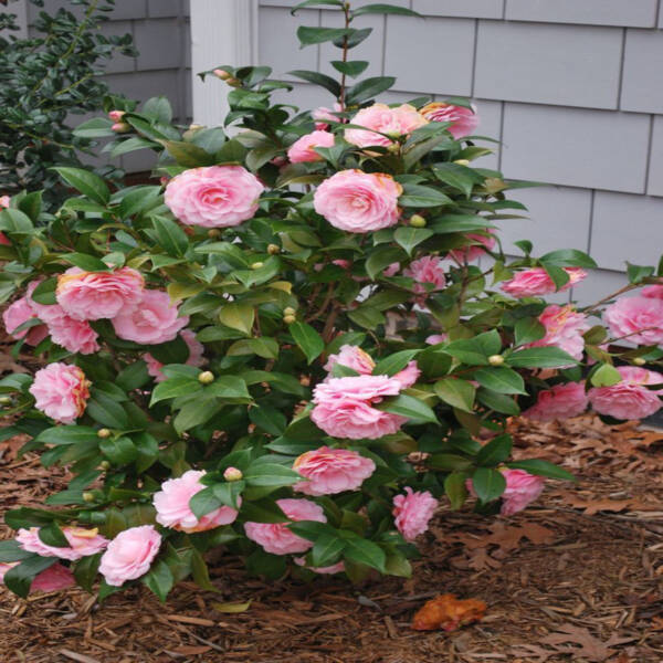 Camellia