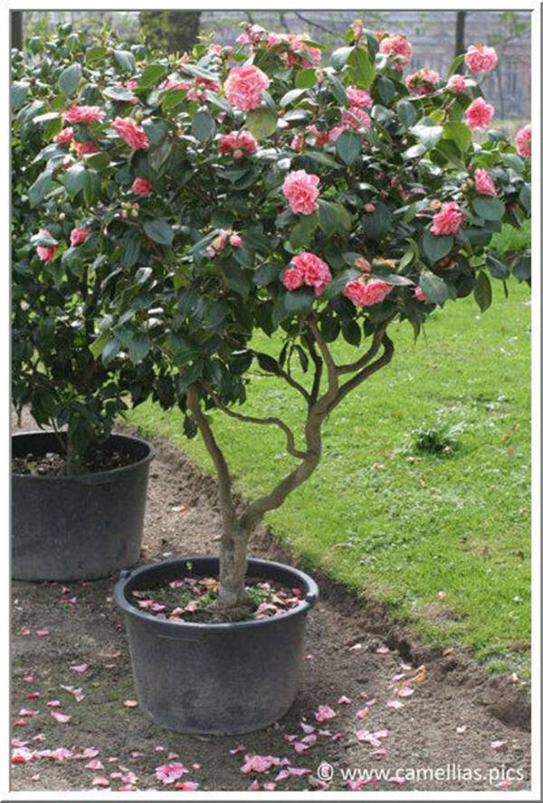 Camellia