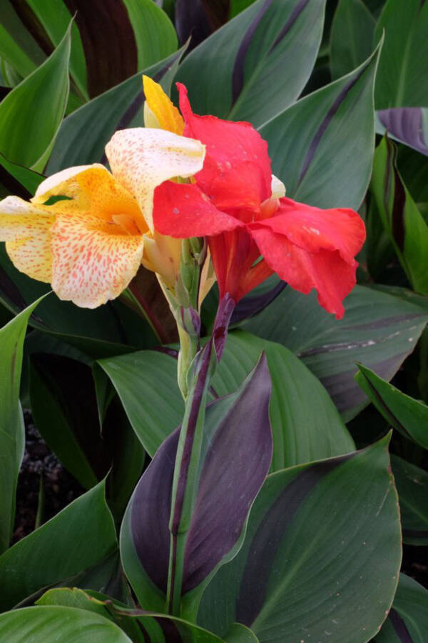Canna Lily