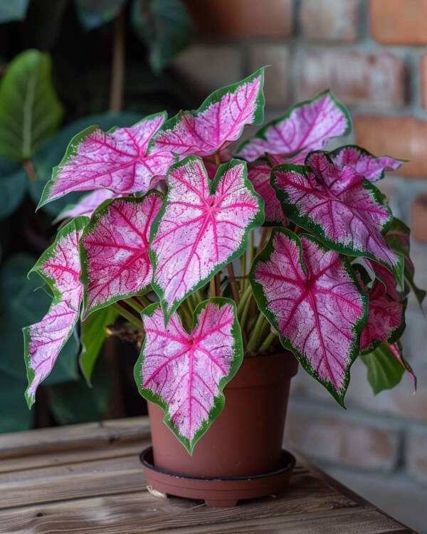 Coleus