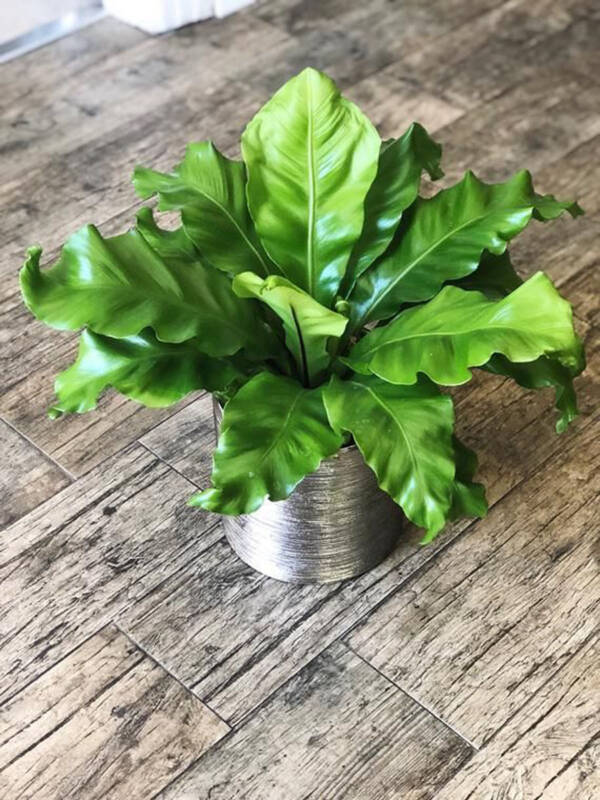 Crocodile Fern