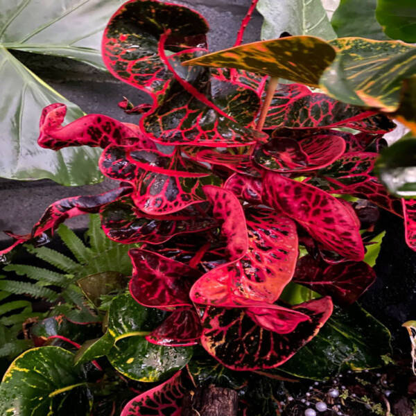 Croton