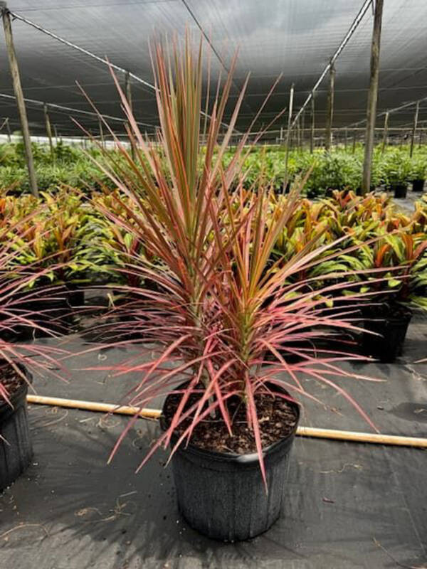 Dracaena Marginata