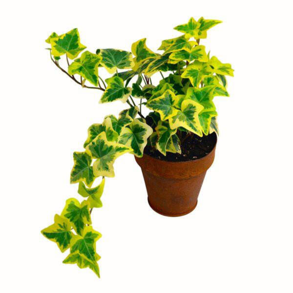 English Ivy