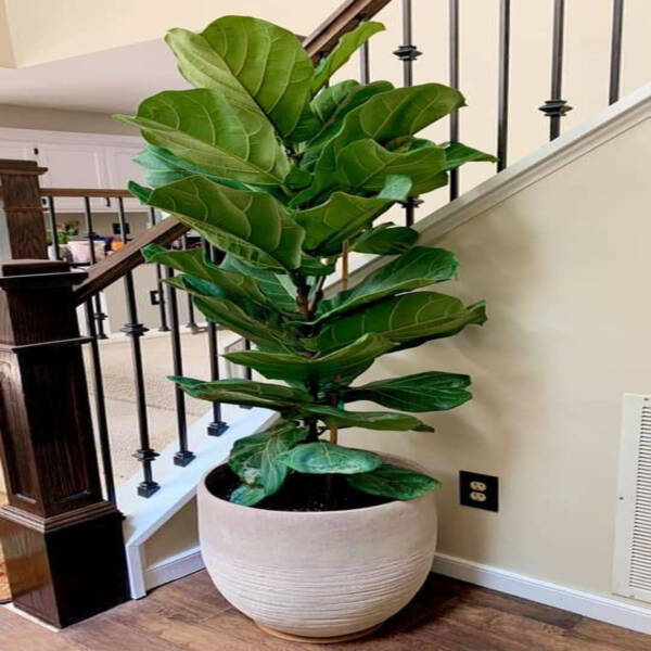 Fiddle Leaf Fig