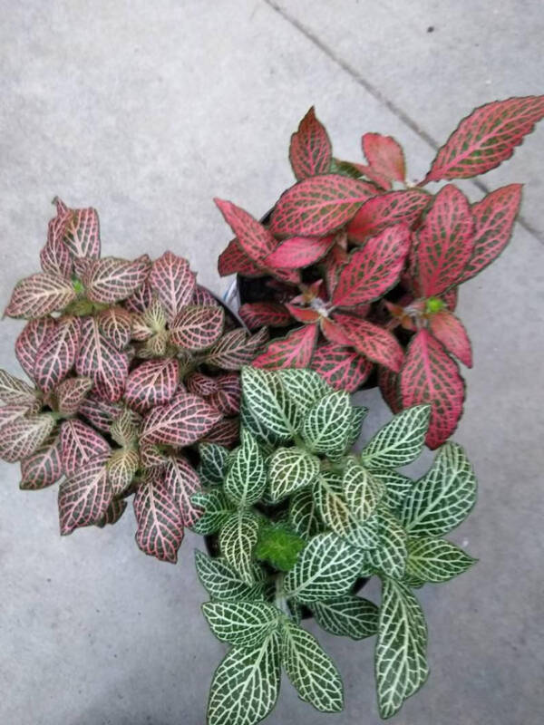 Fittonia
