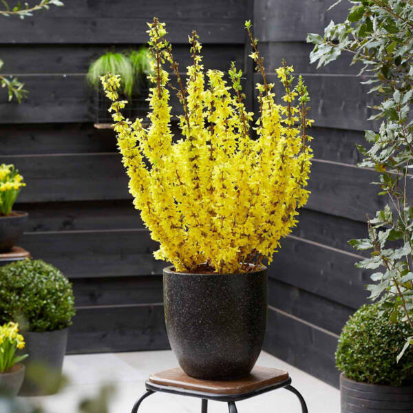 Forsythia