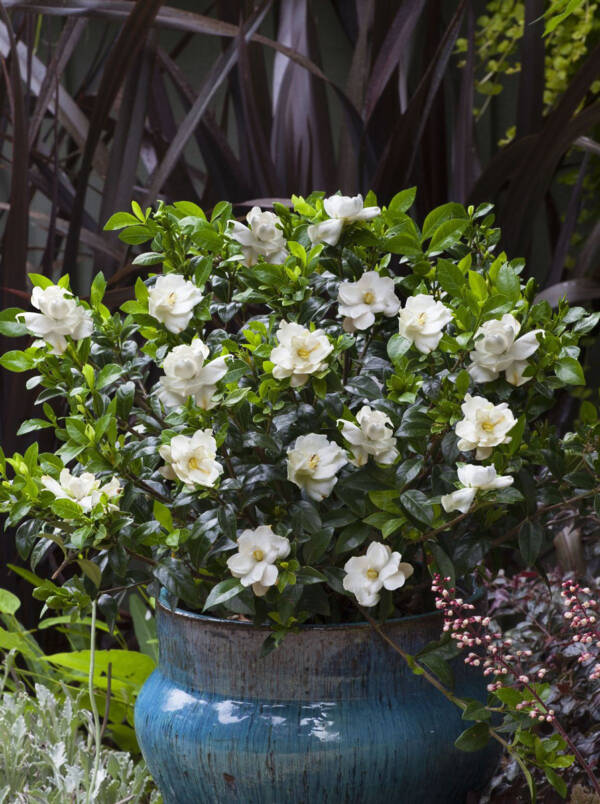 Gardenia