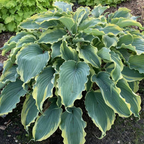 Hostas