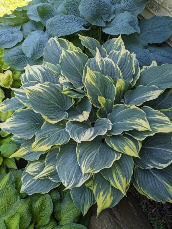 Hostas