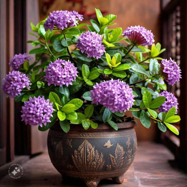 Ixora