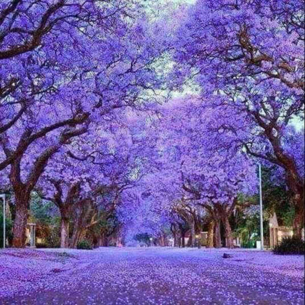 Jacaranda Tree