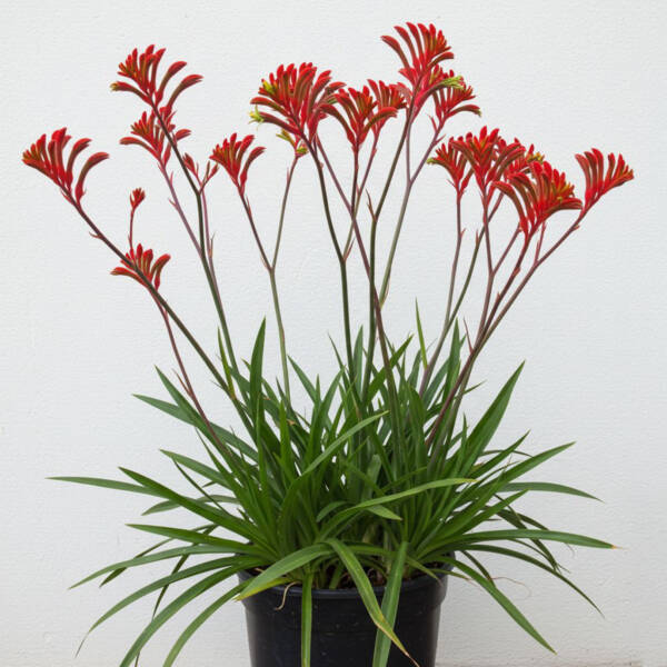 Kangaroo Paw