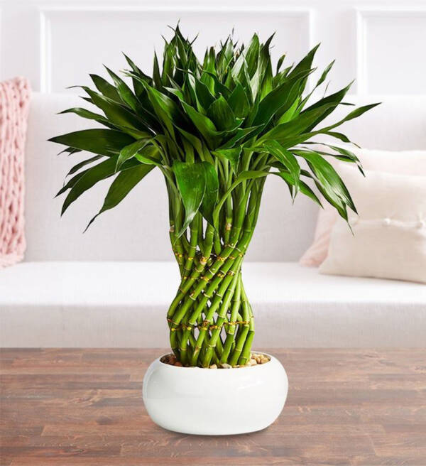 Lucky Bamboo