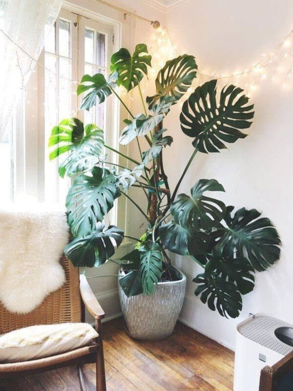 Monstera