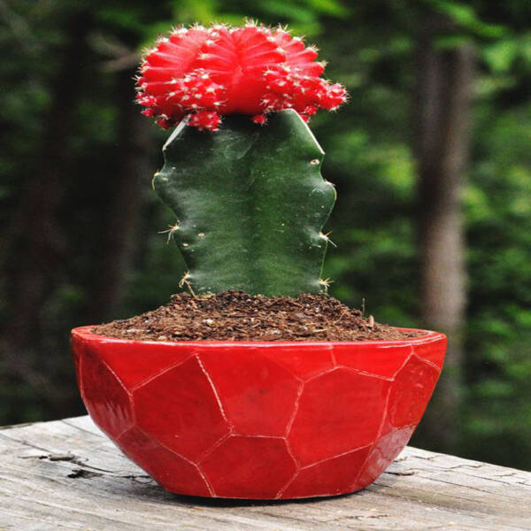Moon Cactus