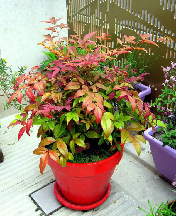 Nandina