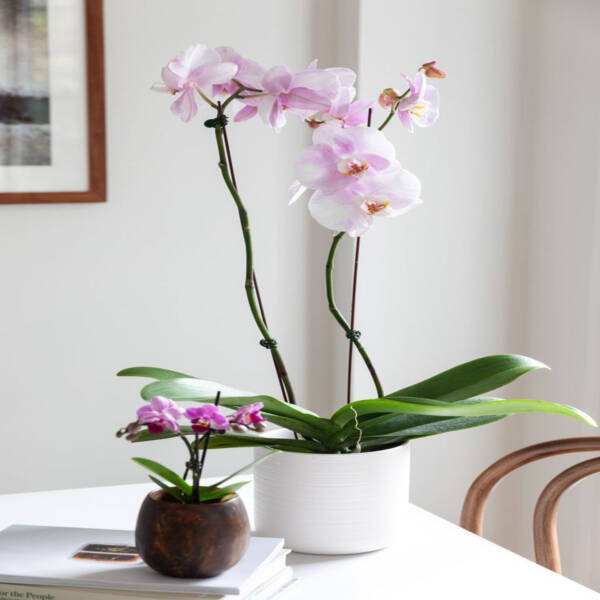 Orchid